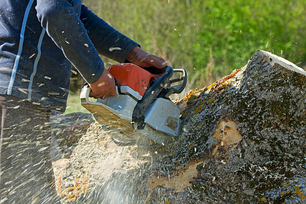 The Steps Involved in Our Tree Care Process in Cambria, IL